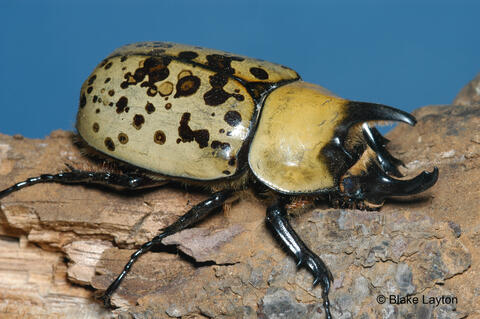 Hercules beetleです。② Eastern Hercules Beetle, Vol. 10, No. 15 | Mississippi State
